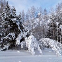 снежный лес :: Виктор Ковчин
