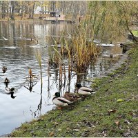 Утро на пруду. :: Валерия Комова