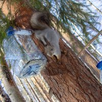 Северная белка. :: Андрей Дурапов