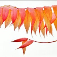 ГИРЛЯНДА... :: Elvira E. 