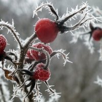 ** :: Зоя Мишина