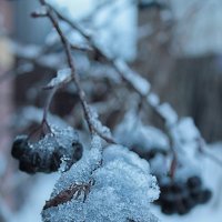 ❄️ :: Наталья