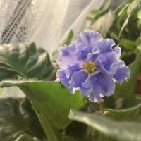 Фиалочка :: Ольга Савельева 