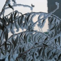 Пушистые узоры :: Ольга Пушистые узоры :: Ольга