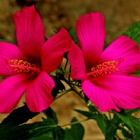 Сладкая парочка :: Светлана 