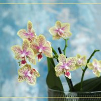 Моя коллекция орхидей :: Irene Irene