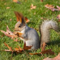 Осенний Рыжик :: Витюшка07 