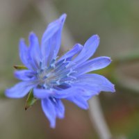 Цветы запоздалые...цикорий. :: Надежда Куркина 