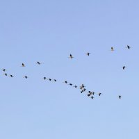 Летят журавли :: Александр Деревяшкин