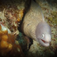 Ага! :: алексей афанасьев