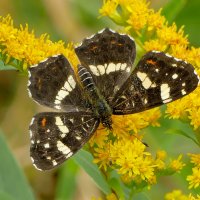 опять про бабочек...109 :: Александр Прокудин