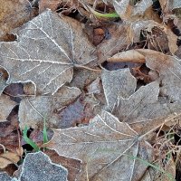 Замёрзли... :: Валентина Нефёдова Замёрзли... :: Валентина Нефёдова