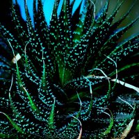Aloe Vera :: Василий Палий Aloe Vera :: Василий Палий