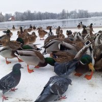 Утки :: Сапсан 