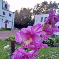 Гладиолус :: Сапсан 