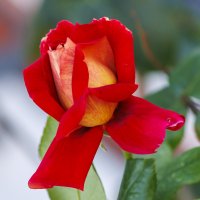 Осенняя красавица :: Светлана Тихонина