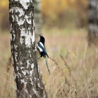 **** :: Владимир Безбородов