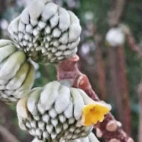 эджвортия золотистоцветковая (Желтая Дафна) :: Tata Wolf