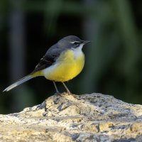 Горная трясогузка. :: Alexander Amromin