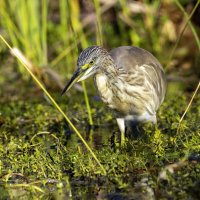 Жёлтая цапля. :: Alexander Amromin