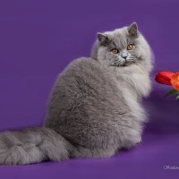 Британская длинношерстная кошка (британика, хайлендер). :: Светлана Ищенко
