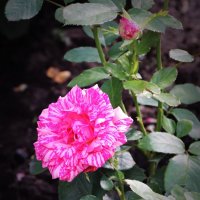 Лучики солнца в пасмурный день (серия) :: Любовь Сахарова