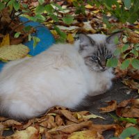 Белый кот :: Александр Лычагин Белый кот :: Александр Лычагин