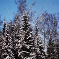 Красота :: Людмила Смородинская Красота :: Людмила Смородинская