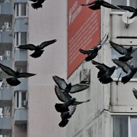 Летите голуби, летите...3 :: Николай Саржанов