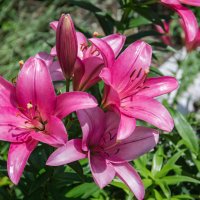 *** :: Виктор Иванович Чернюк