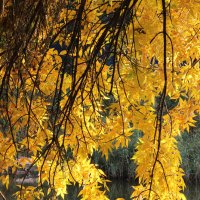 Осень. :: Александр 