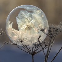 Пузырь :: Андрей Пристяжнюк