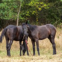 Лошади :: Игорь Сикорский