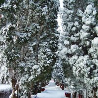 Заснеженность...Ессентуки :: Nataly St. Заснеженность...Ессентуки :: Nataly St.