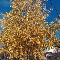 *** :: Валентина Береснева