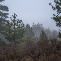 Был туман с утра рассеян... :: Наталья Димова