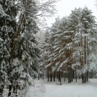 парковая зона :: Владимир 