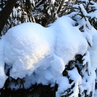 отдыхает зверек :: Владимир 