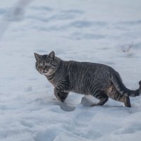 Полосатый вышел на охоту. :: Анатолий Нецепляев