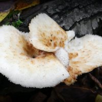 Гриб трутовик чешуйчатый или пестрец :: Андрей Заломленков