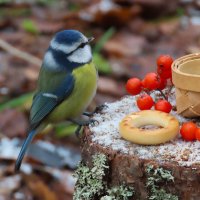 Малышка Лазоревка :: Ольга Митрофанова Малышка Лазоревка :: Ольга Митрофанова