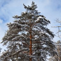 Утро :: Радмир Арсеньев