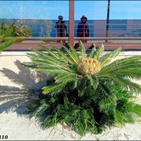 Адлер. Имеретинская (Олимпийская) набережная :: Нина Бутко Адлер. Имеретинская (Олимпийская) набережная :: Нина Бутко