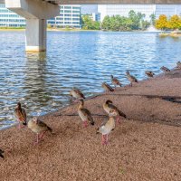 Перелетные птицы :: **** vedin Перелетные птицы :: **** vedin