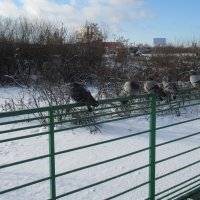 В ряд :: Андрей Макурин