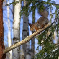 Белка. :: Андрей Дурапов