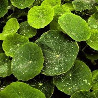 Дождь :: Елена 