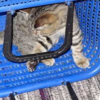 мурзик :: СЕРГЕЙ ФИЛОЧКИН