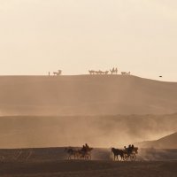 в песках :: daimos