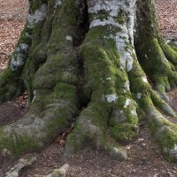 Массивная лапа... :: Дмитрий А